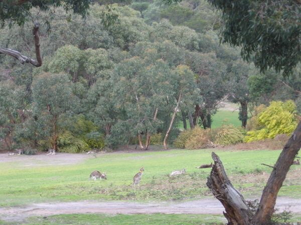 kangaroos at the golf course