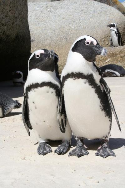 Jackass Penguins at Boulder Beach