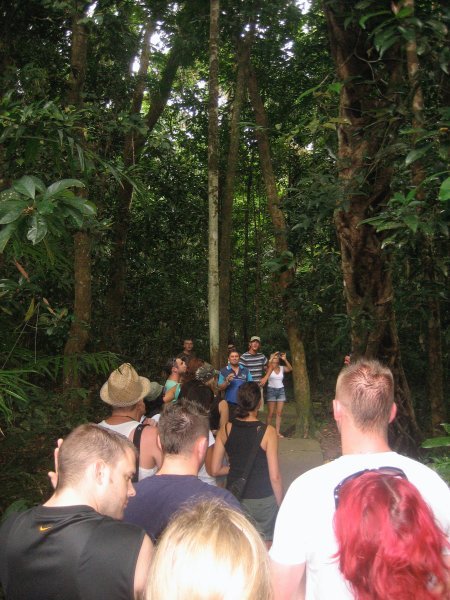 The Rainforest Tour
