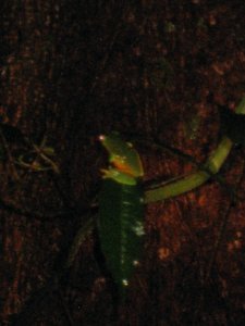 orange-thighed green tree frog