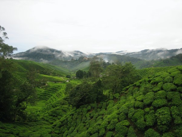 Tea bushes for acres
