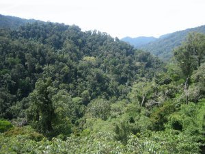 Forests of Malaysia, on the road from Cameron Highlands