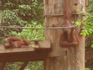 Orangs that have recently been released come to the Center until they can be self-sufficient