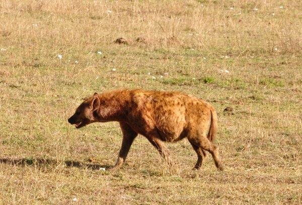 Fat Hyena coming from a recent kill