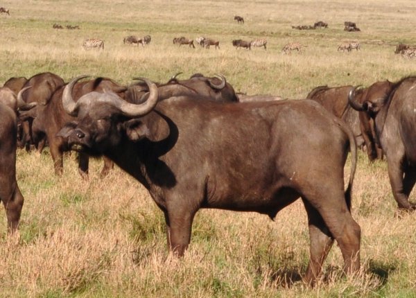 One tough looking cape buffalo
