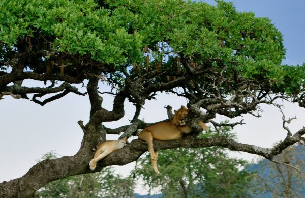 Male and female lion 20ft up in a tree!