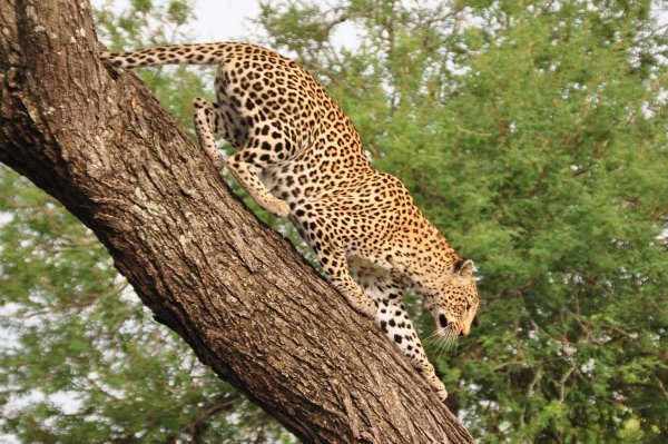 Leopard climbing down from a tree