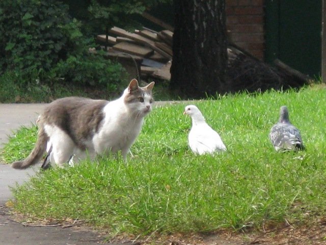 Cat amongst the pigeons!