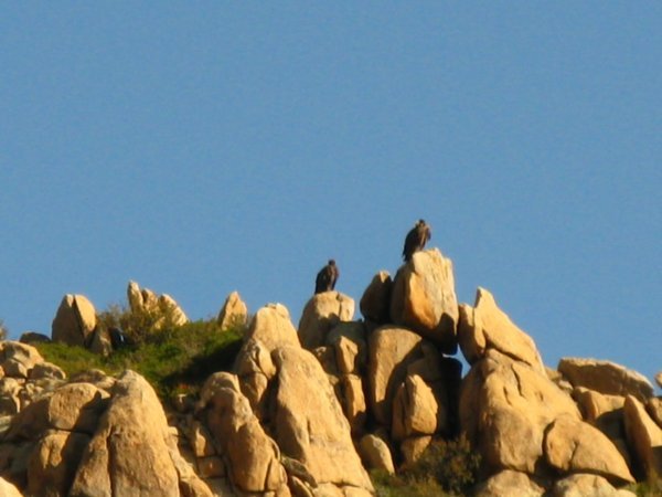 Vultures waiting patiently 