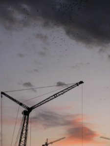 Crows over UlaanBaatar 
