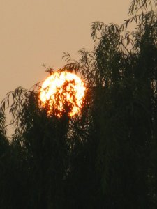 Willow Tree at sunset
