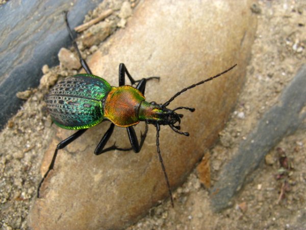 Lucky Beetle