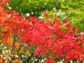 Autumnal Acer