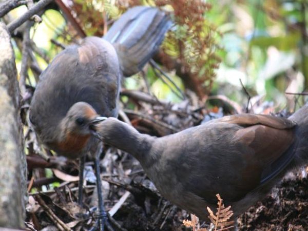 Feeding Superb Lyrebird 