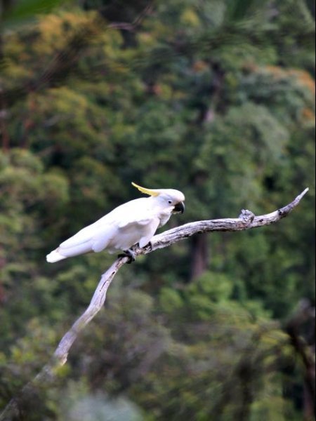Sulphur Crested Cockatoo 