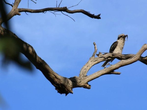 Kookoburra lives in the old Gum Tree