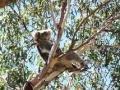 It's a Koala's life