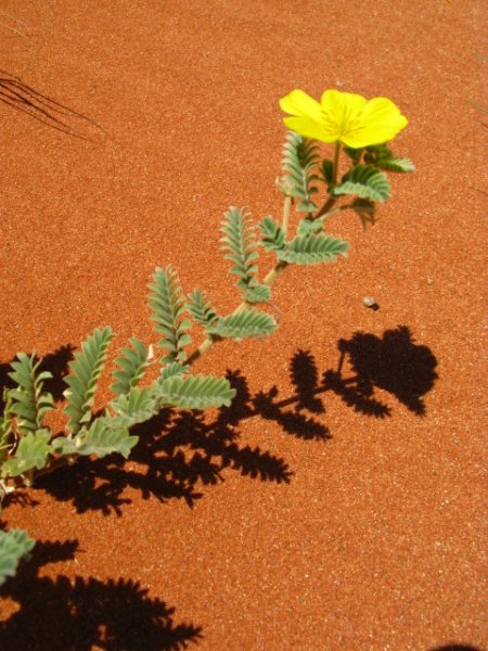 Red desert flower