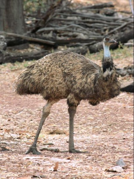An Emu just isn't the same without Rod Hull