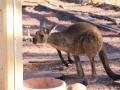 Thirsty Roo