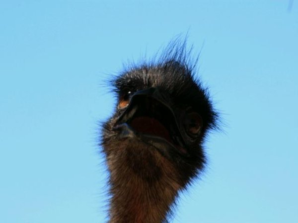 Perplexed emu