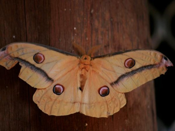 Huuuuugge Moth