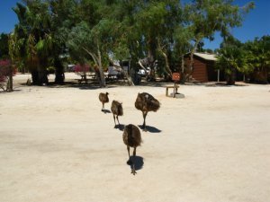 Formation Emu walking!