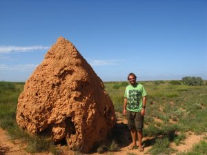 That's not a termite hill!