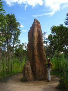 Now that's a termite hill!