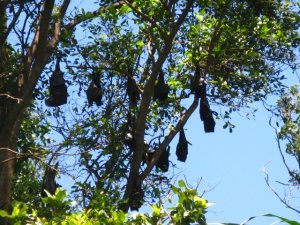 Flying foxes hangout during the day