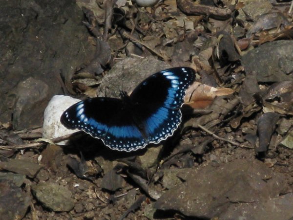 Black & Blue Butterfly