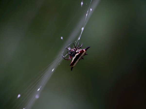 A Jewel Spider