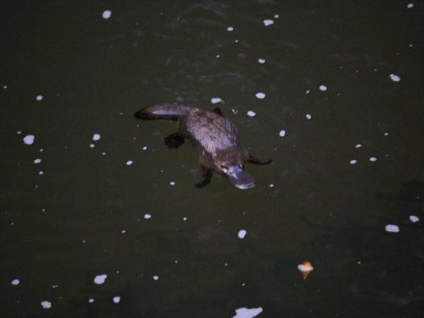 Our first Duck Billed Platypus