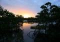 Mangrove Sunset