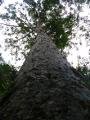 The Giant Kauri Tree
