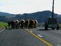 Cows on the move