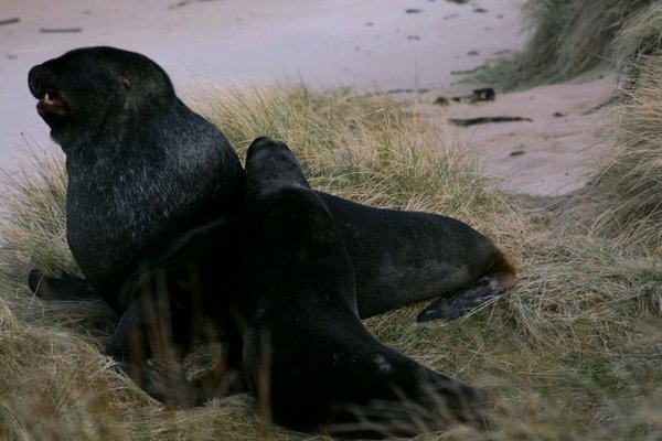 Sea lions at Waipapa