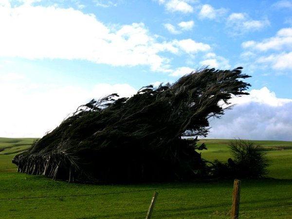 Wind Battered Trees
