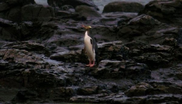 Our First Yellow-Eyed Penguin!