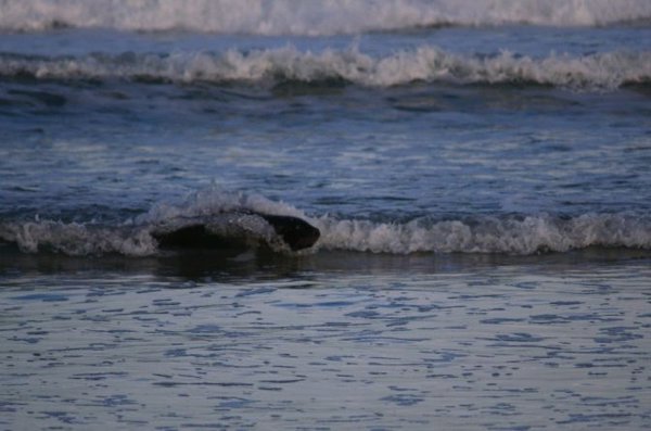 Surfin Sea Lion
