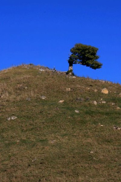 One (wind Swept) Tree Hill