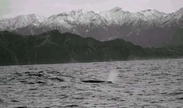 The Seaward Kaikoura Range