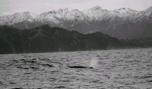 The Seaward Kaikoura Range
