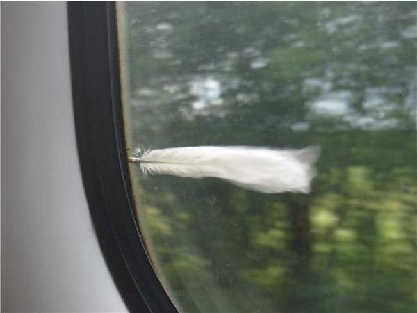 White feather waving at me