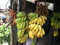 Nice bananas