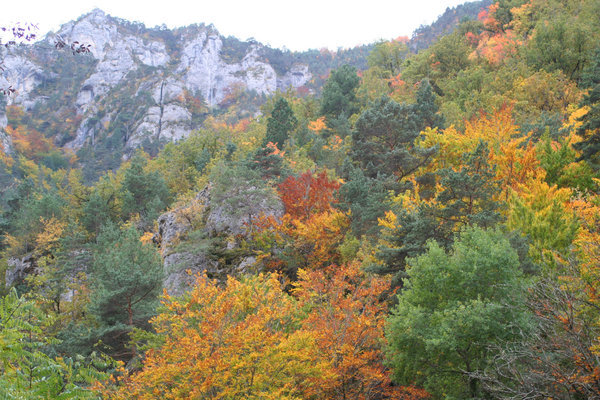 Autumn colours Tarn gorge