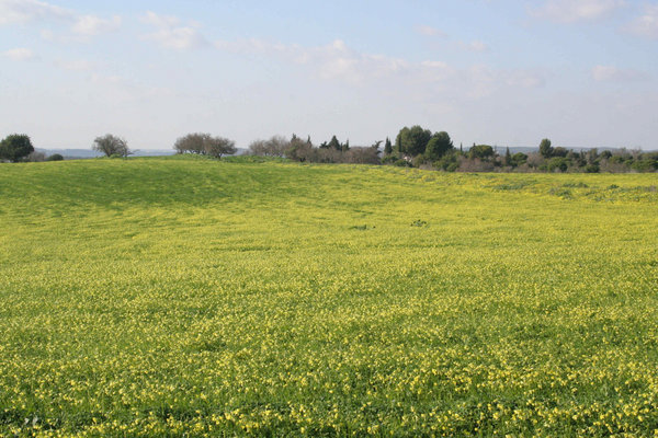 Algarve  fields in bloom.