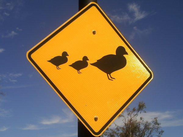 Beware Dangerous Ducks!!!!!!!