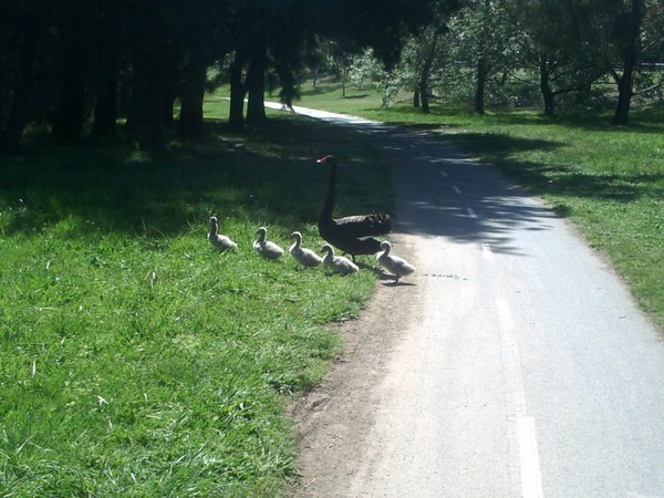 Damn ducks!!!! (Well Swans)