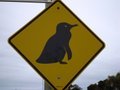 Penguins Beware